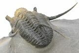 Bumpy Cyphaspis Trilobite - Natural Multi-Colored Shell #240530-5